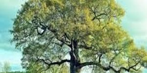 Large Mature Oak Tree for Landscaping & Shade
