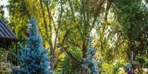 Large White Oak Tree for Avenue Landscaping