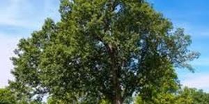 Majestic Broad Crown Mature Oak Tree