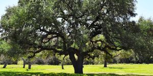 Majestic Wide Canopy Heritage Oak Tree for Landscape Enhancement