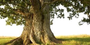 Massive Ancient Trunk Oak Tree
