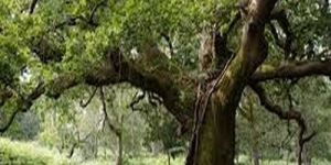 Mossy Trunk Forest Oak Tree