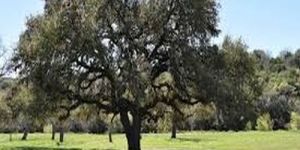 Natural Shade Open Field Oak Tree