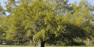 Premium Mature Oak Tree for Landscaping
