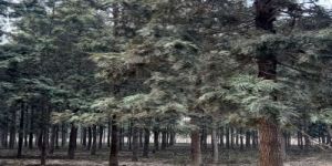 Premium Plantation Silver Oak Tree