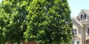 Premium Round Crown Residential Oak Tree