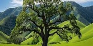 Spreading Crown Valley Oak Tree