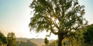 Sunlit Hillside Mature Oak Tree