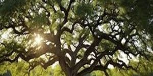 Sunlit Spreading Canopy Oak Tree