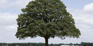 Symmetric Crown Open Field Oak Tree