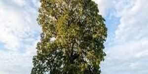 Tall Upright Field Grown Oak Tree