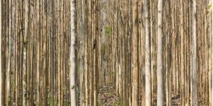 High Density Plantation Teak Wood Tree
