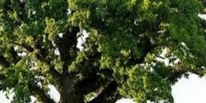 Thick Foliage Open Field Oak Tree