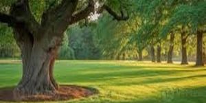 Thick Trunk Parkland Mature Oak Tree