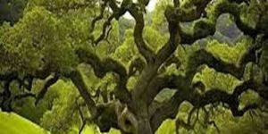Twisting Branch Meadow Oak Tree