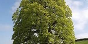 Vibrant Canopy Hillside Oak Tree