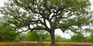 Wide Branch Floral Field Oak Tree
