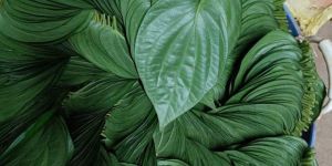 Betel Nuts