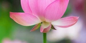 Lotus Flower