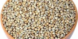 Cleaned and Sorted Bajra Grain