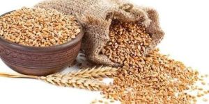 Indian Milling Wheat Grain