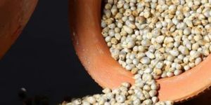 Indian Organic Bajra Pearl Millet
