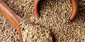 Natural Green Bajra Seed