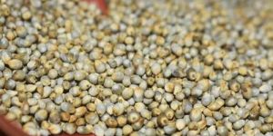 Natural Pearl Millet