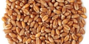 Natural Wheat Grain
