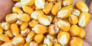 Yellow Natural Dry Maize