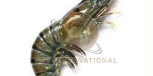 Frozen Black Tiger Shrimp