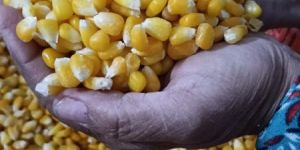 Frozen Sweet Corn Kernels