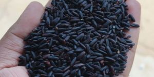 Kavuni Black Rice