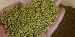 Whole Green Moong Dal