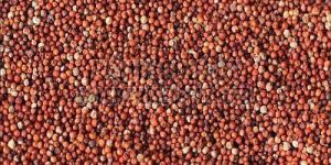 Finger Millet Seeds