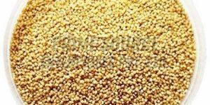 Foxtail Millet Seeds