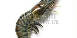 Frozen Black Tiger Shrimp