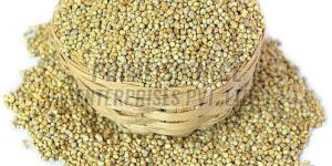 Pearl Millet Seeds