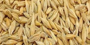 Organic Barley Seeds