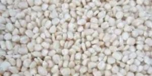 Organic White Maize Seeds
