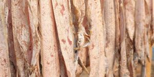 Premium Sun Dried Ribbon Fish (Shutki)