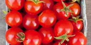 Fresh Organic Red Tomato
