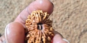 21 Mukhi Nepali Rudraksha