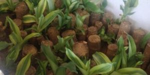 Brazilian Lucky Wood