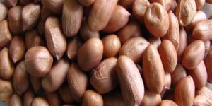 Groundnut Seeds