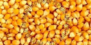 Yellow Maize Seeds