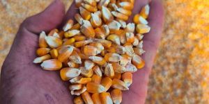 Yellow Maize Seeds