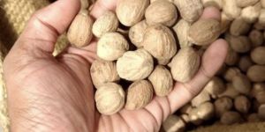 Nutmeg Jaiphal