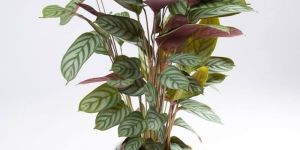 Calathea Plant