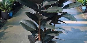 Rubber Plant